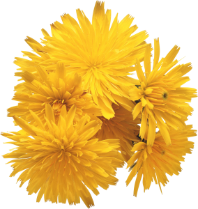 Dandelion PNG-12860